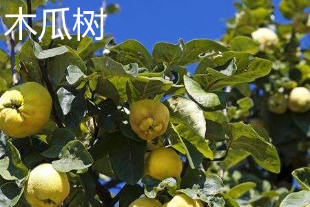 木瓜樹(shù)