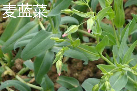 麥藍(lán)菜