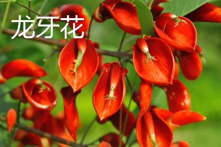 龍牙花