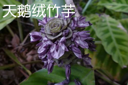 天鵝絨竹芋