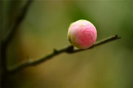 茶花