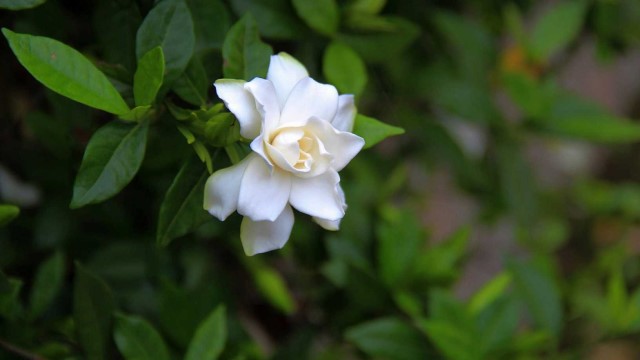 梔子一年可以開幾次花