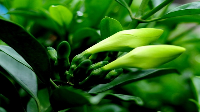 非洲茉莉開花嗎