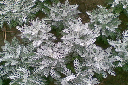 雪葉菊