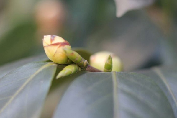 “茶花”開花之前，1把剪刀剪一剪，花開得更旺了