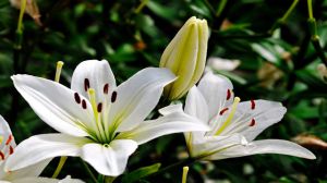 百合花一年能開(kāi)幾次花