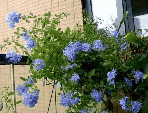 植物澆水