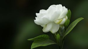 梔子花一年開(kāi)幾次花