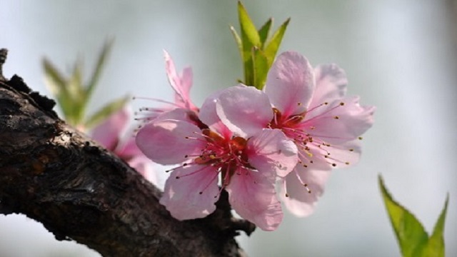 山桃和桃花的區(qū)別