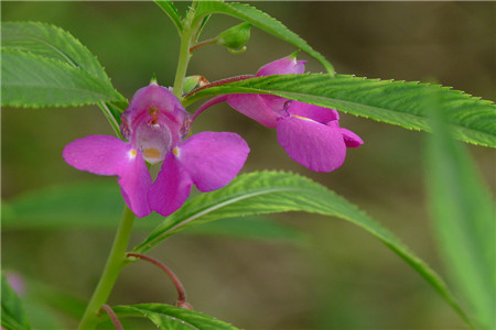 鳳仙花