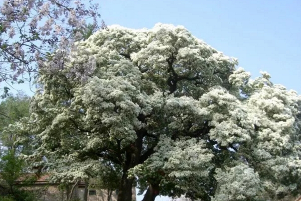 五月竟能下雪？家里養(yǎng)上這種花，立馬擁有白色花海！