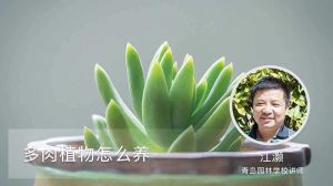 多肉植物怎么養(yǎng)