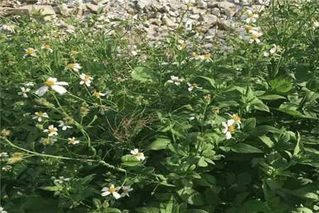 鬼針草