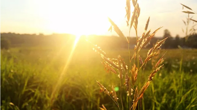 這3種植株不能“曬”，你把它放陽(yáng)臺(tái)上養(yǎng)，不黃葉才怪！