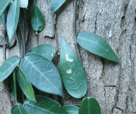 美麗的絡(luò)石