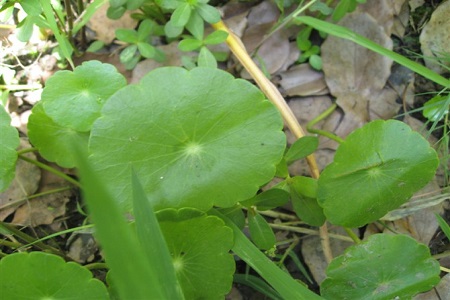 美麗的香菇草