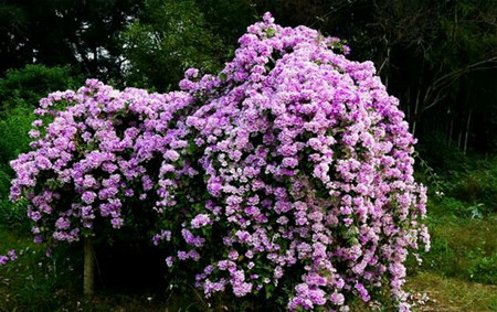 蒜香藤植株