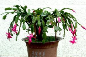 蟹爪蘭開(kāi)花時(shí)能澆水嗎