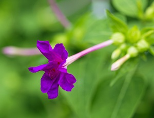 可愛(ài)的紫茉莉