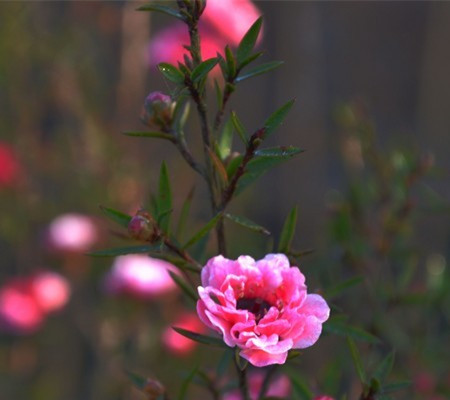 松紅梅植株