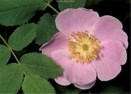 野薔薇的花朵