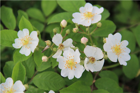 野薔薇花