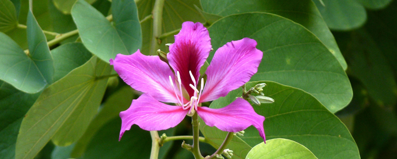 紫荊冬天能開花嗎