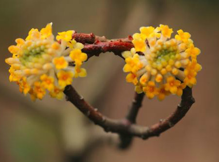 結(jié)香花