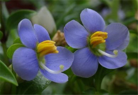 紫芳草的花朵