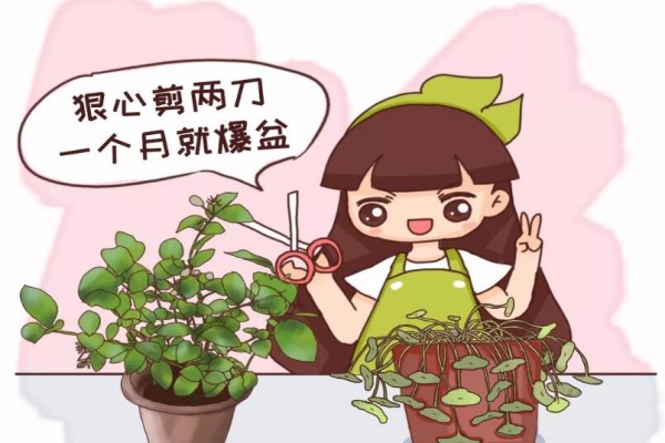 茉莉銅錢草…半死不活，就是欠收拾，狠心剪2刀，1個月爆盆！