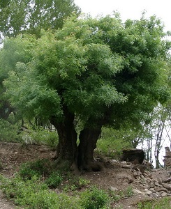 黃連木植株