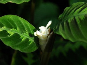 飛羽竹芋