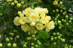 木香花和薔薇花的區(qū)別