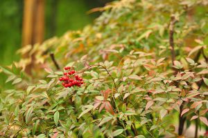 南天竹在什么條件下會(huì)變成紅色