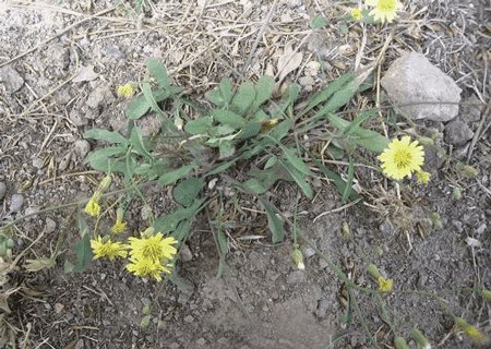 野生敗醬草