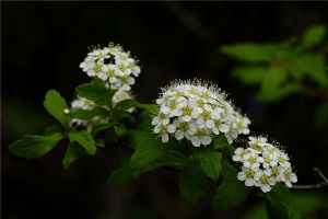 庭院麻葉繡線(xiàn)菊怎么養(yǎng)