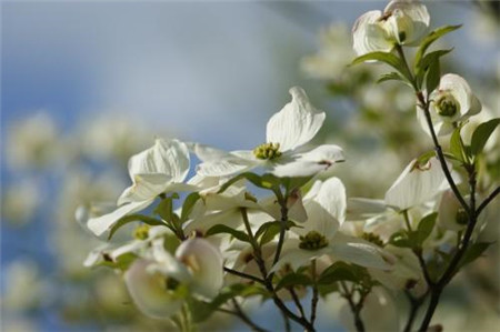 四照花樹