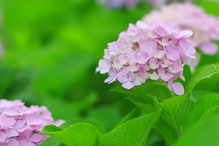 繡球花