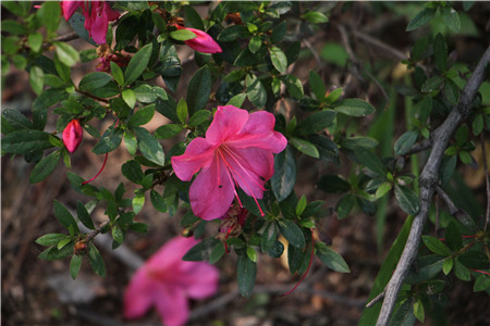 杜鵑花