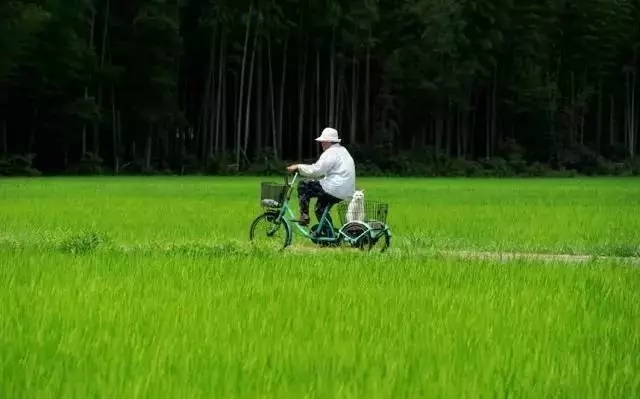 春天來了， 騎單車帶你去看看田野。