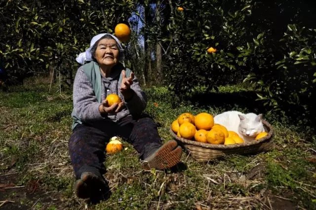 金秋時(shí)節(jié)， 果子壓彎了樹枝 趁著陽光暖和， 和奶奶一起去收橙子。