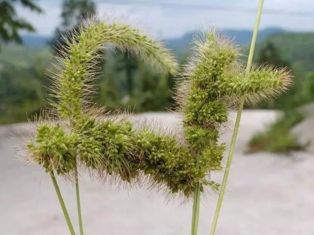 狗尾巴草