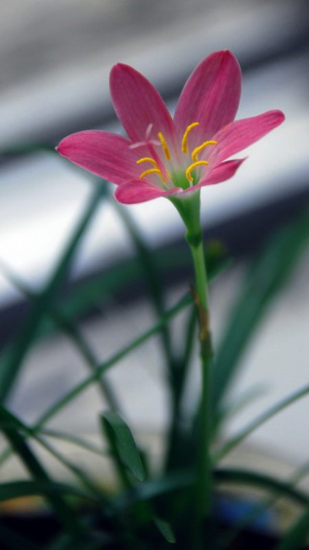 促進韭菜蓮開花的小妙招