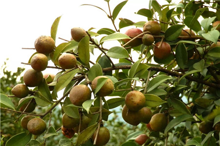 油茶樹