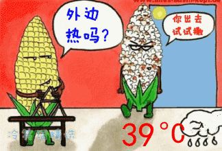 近40℃高溫，花再不管，就只剩盆了！