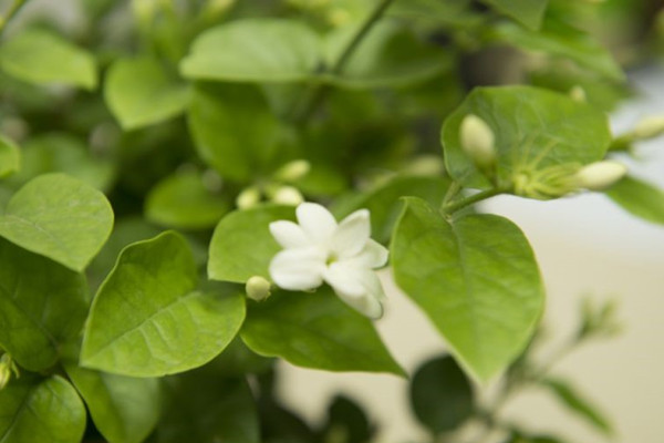 茉莉花的開花規(guī)律