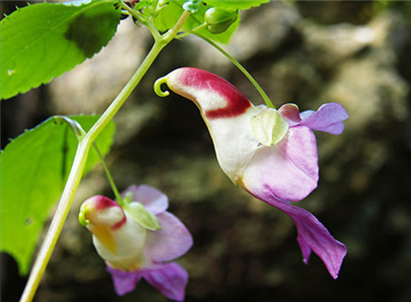 鸚鵡花