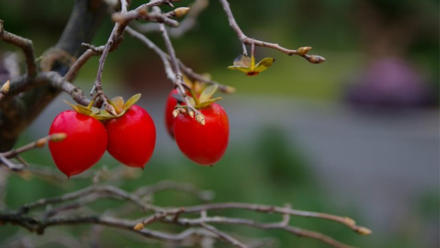 小果柿盆景怎么養(yǎng)