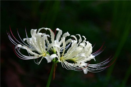 曼陀羅華