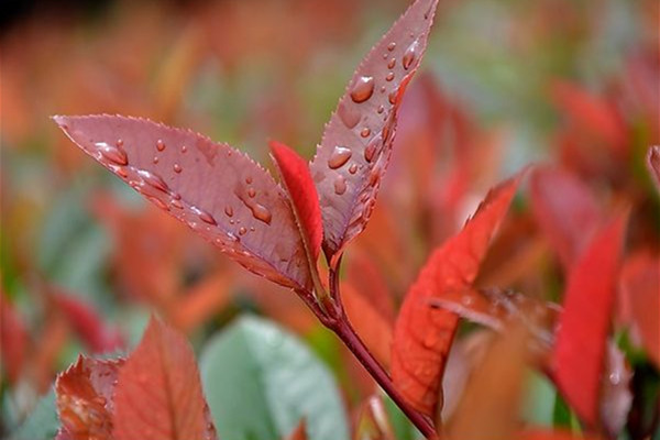 紅葉石楠可以修剪哪些造型